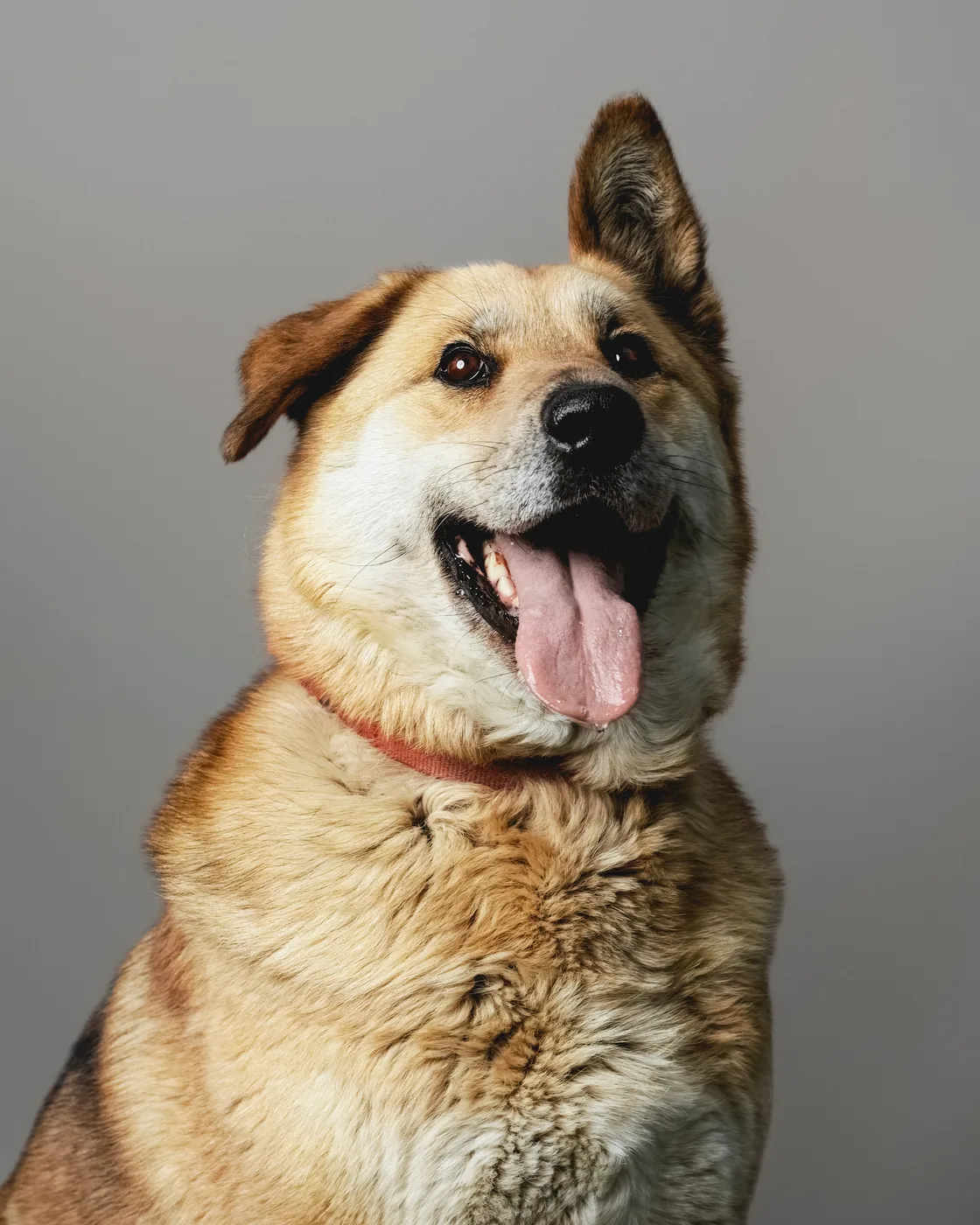 Utena shelter dog – professional portrait